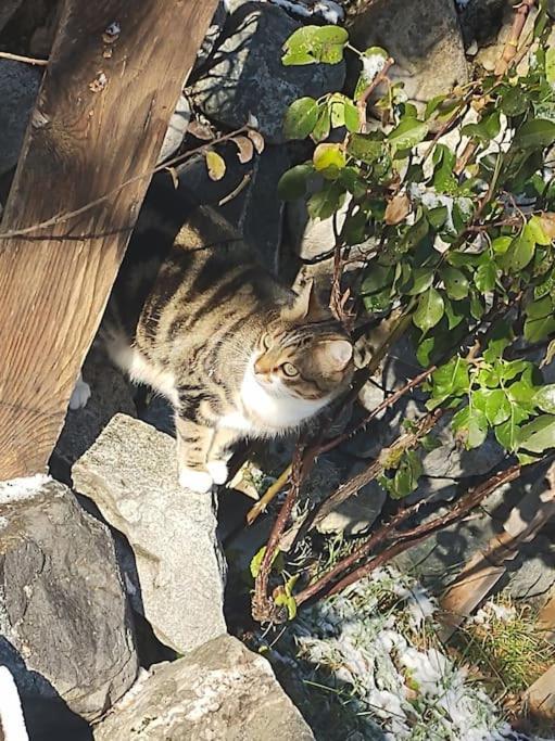 Chambre Ou Gite Dans Une Maison De Montagne - De Suzon A Zelie Entraigues  Eksteriør billede